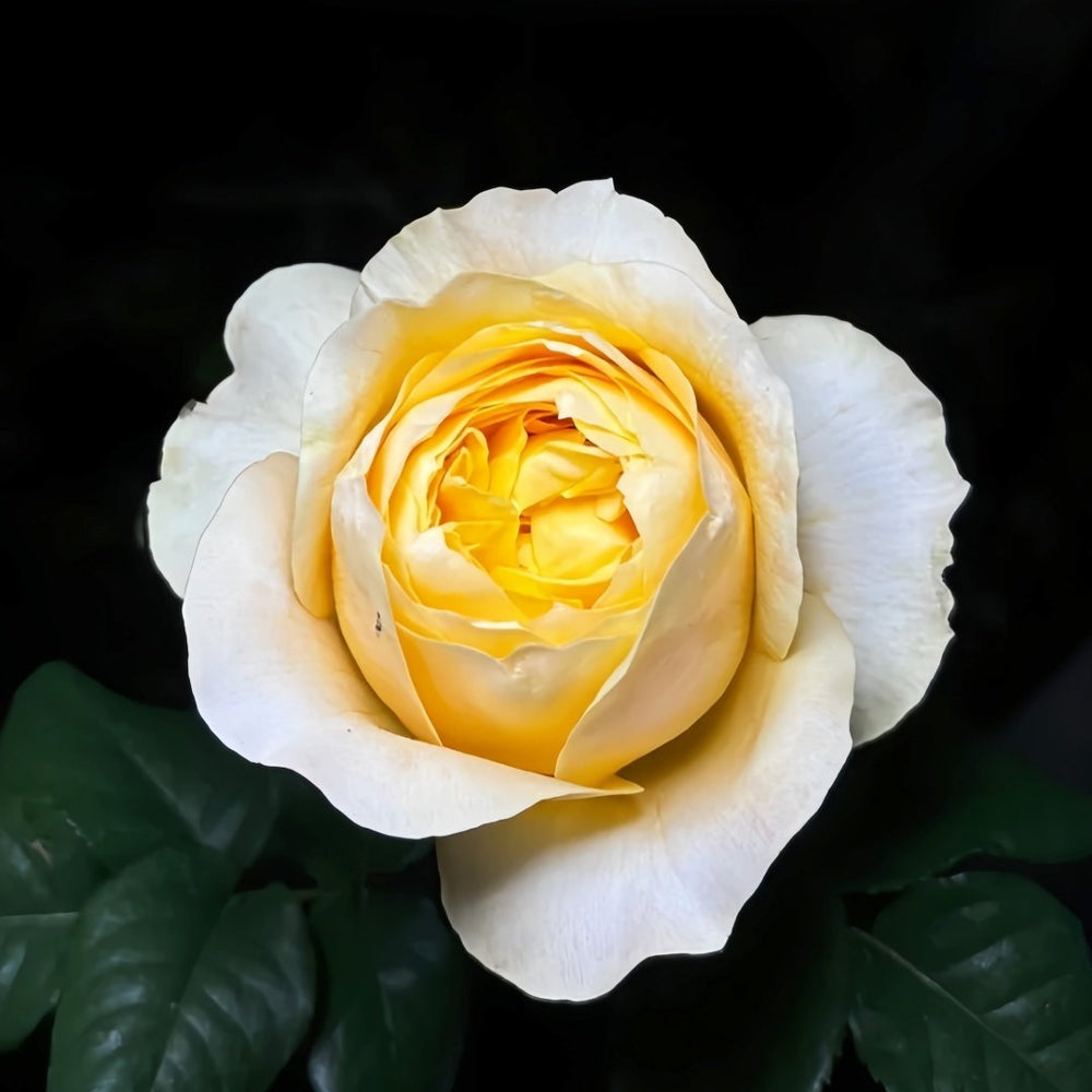 Bergamotte Rose Plant | 香柠檬 image 0