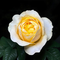 Bergamotte Rose Plant | 香柠檬 image 0