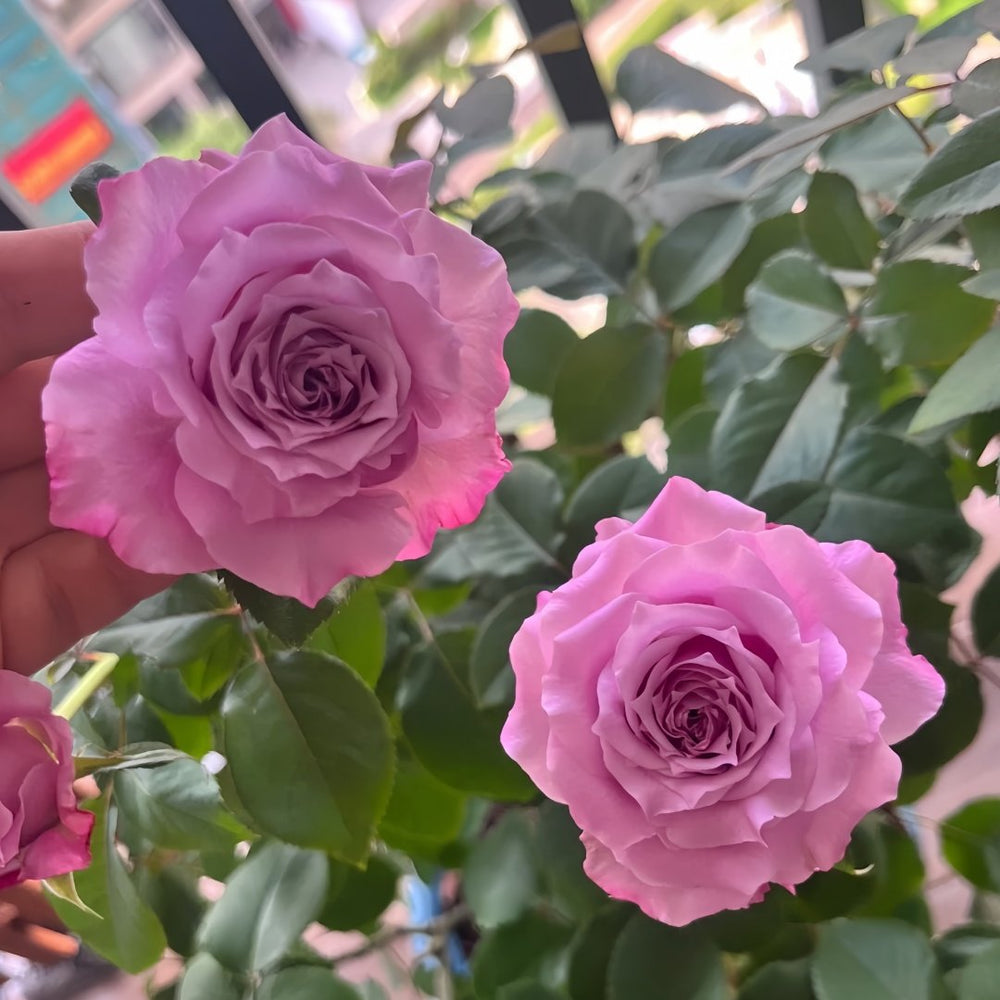 Maritim Rose Plant|玛丽蒂姆/玛丽提姆 image 9