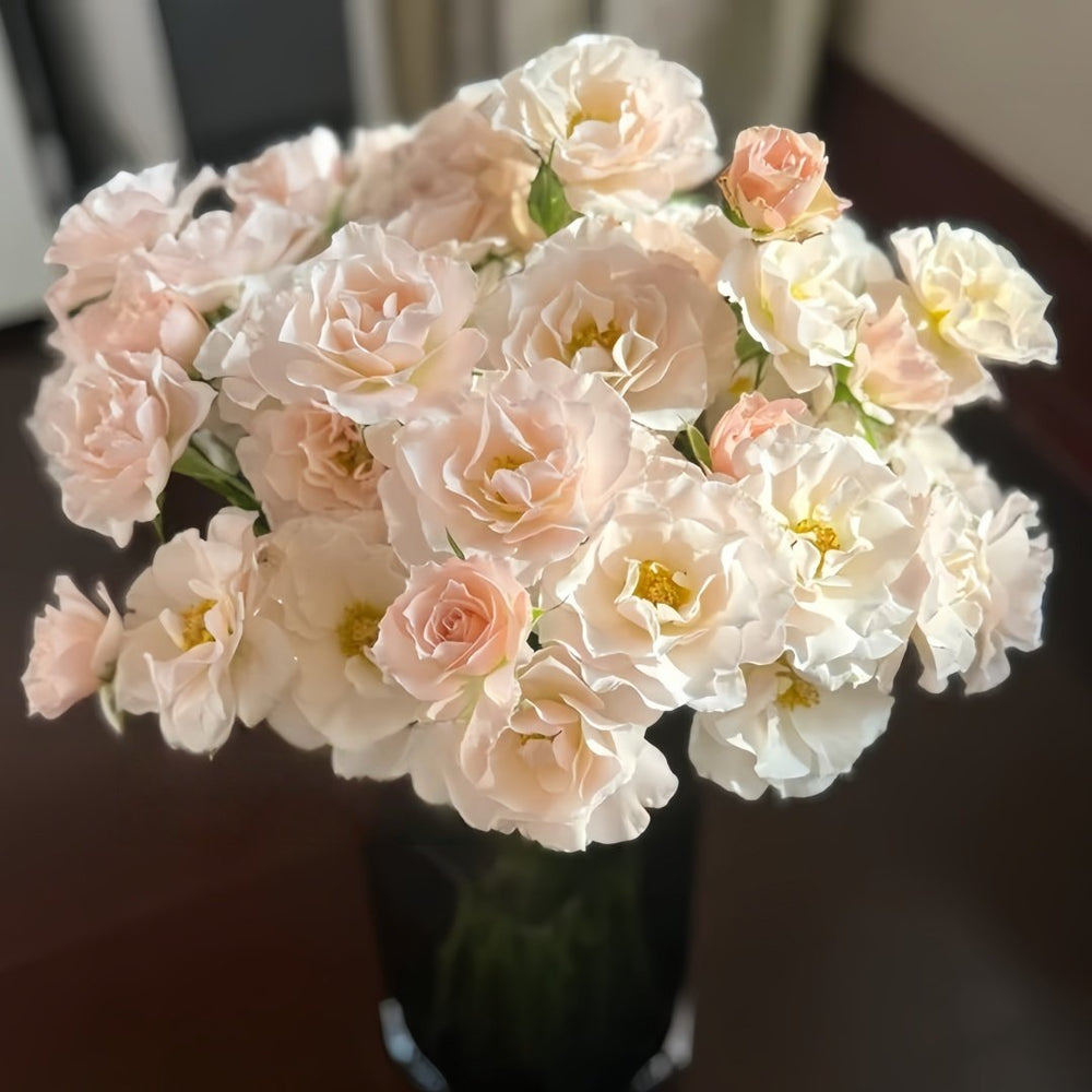Jillian Rose Plant｜吉莉安公主 image 4
