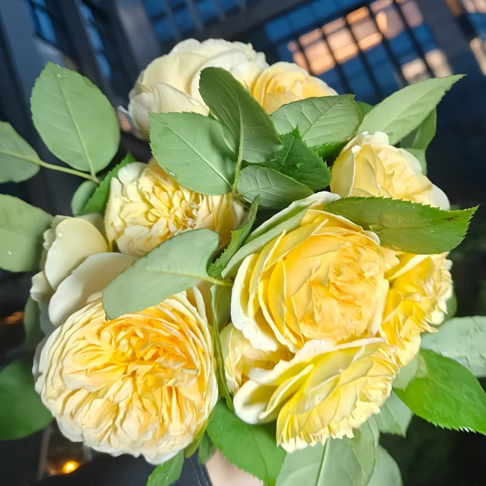 Teasing Georgia Rose Plant|欢笑格鲁吉亚 image 5