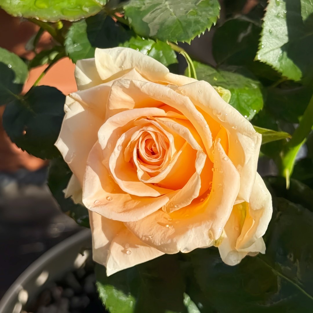 Peach Wave Rose Plant｜桃色波 image 3