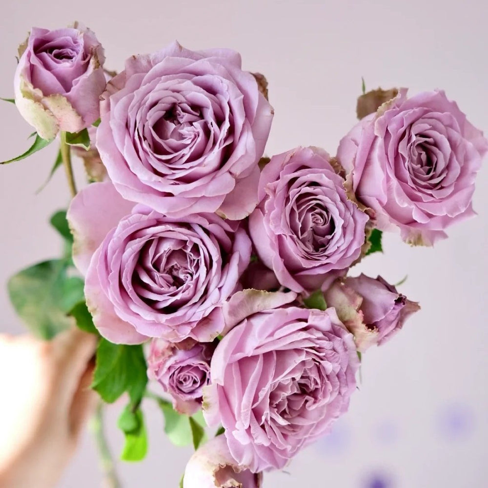 Princess Kaori Rose Plant|香织公主 image 6