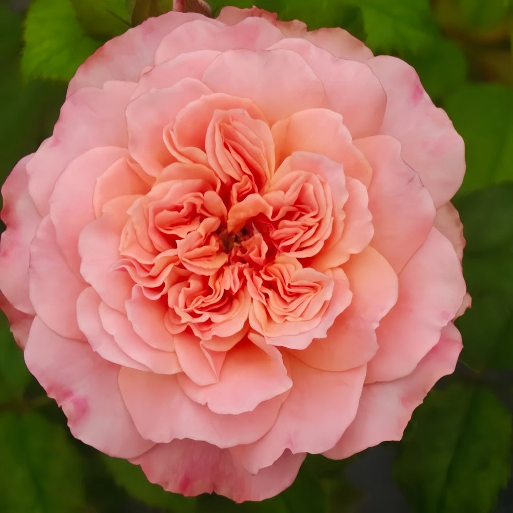 Edith Rose Plant｜伊迪斯 image 8