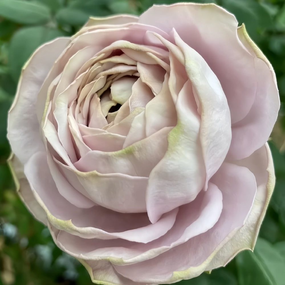 Shelvers Rose Plant | 贝壳花瓶 image 7