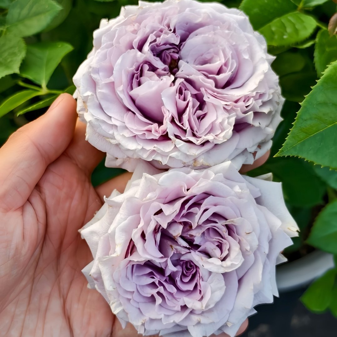 Lilienthal Rose Plant｜李林塔尔 image 6