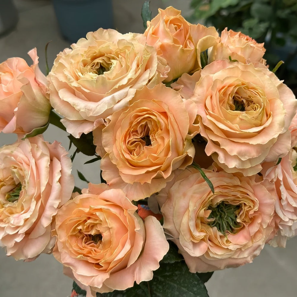 Princess Crown Rose Plant｜公主皇冠 image 9