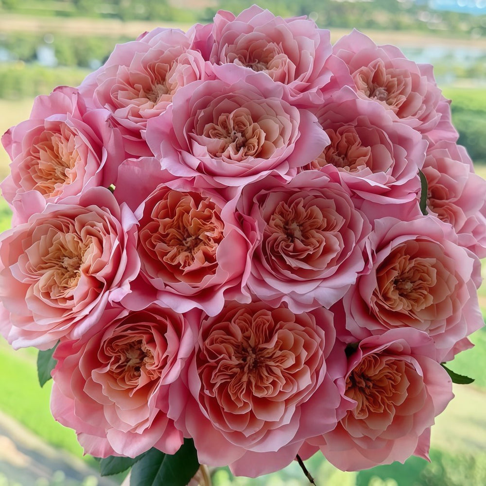 Mikoto Rose Plant｜美琴 image 0