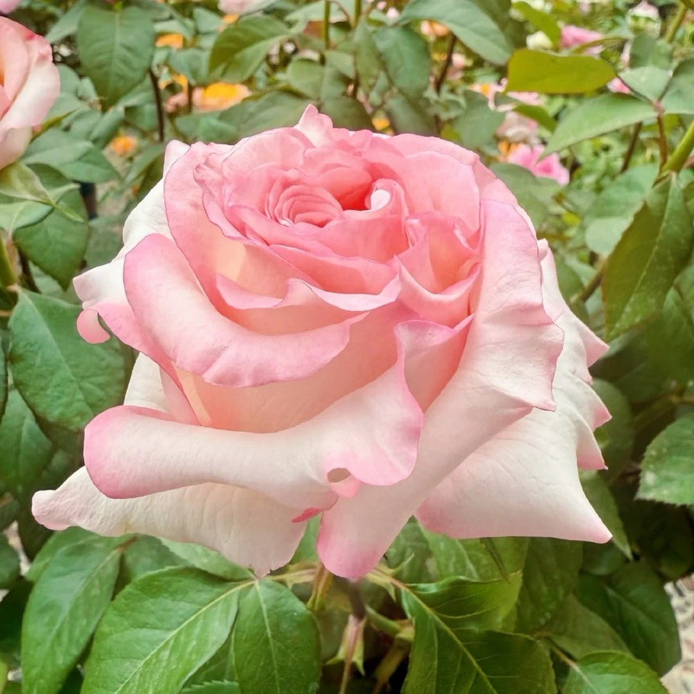 BouLevard Rose Plant|林荫大道 image 4