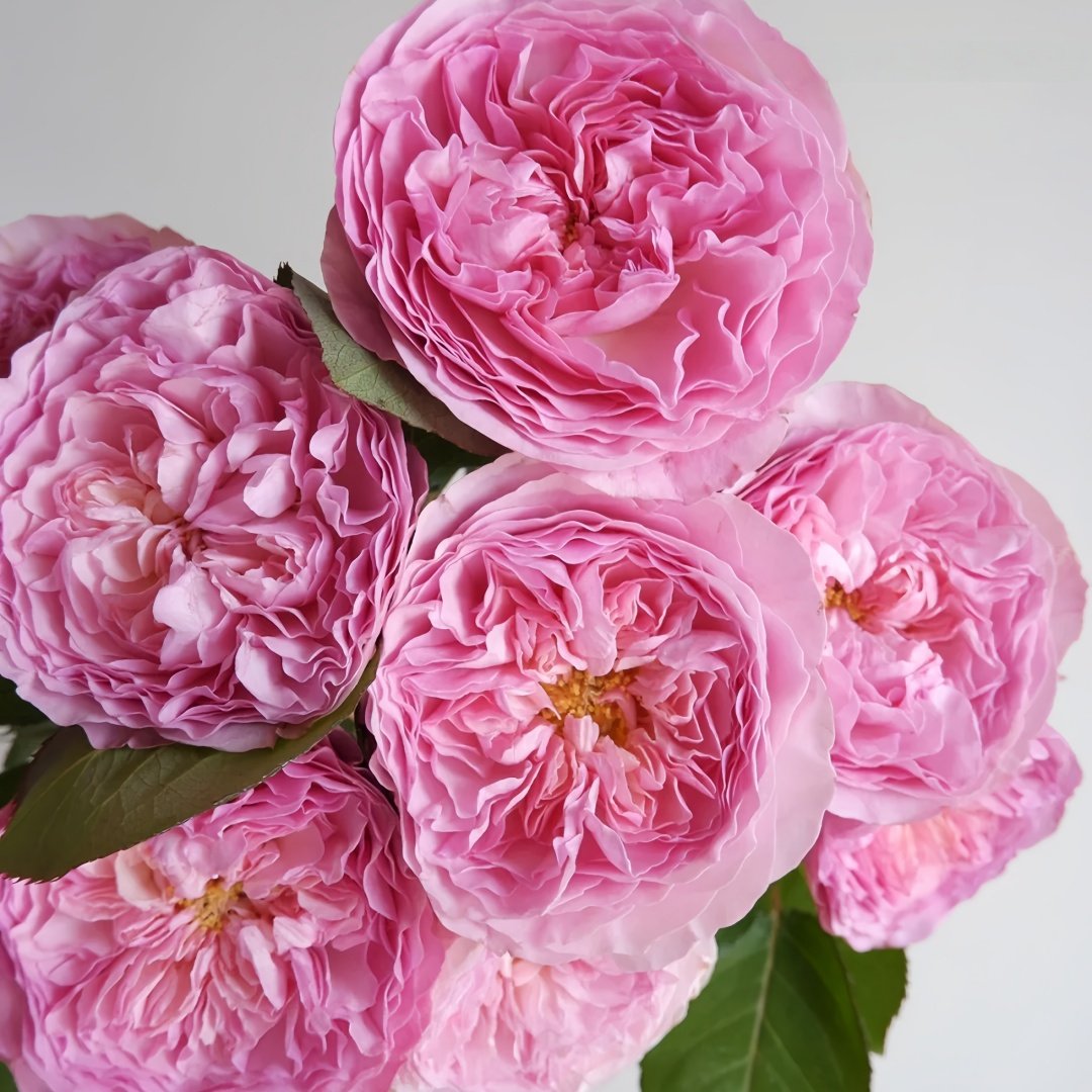 Rosalind Rose Plant｜罗莎琳达 image 6