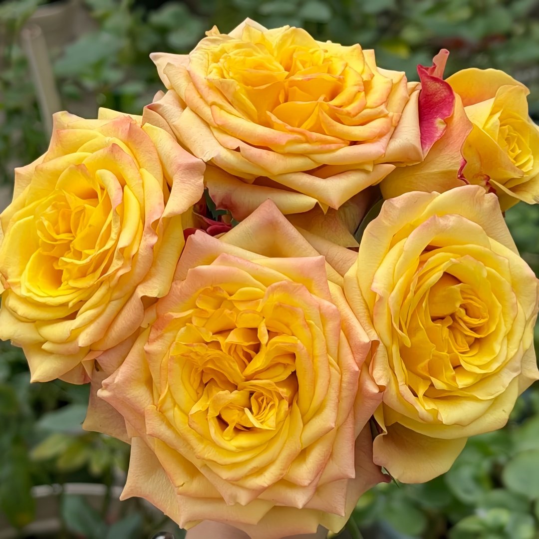 Wild Crown Rose Plant | 狂野王冠 image 4