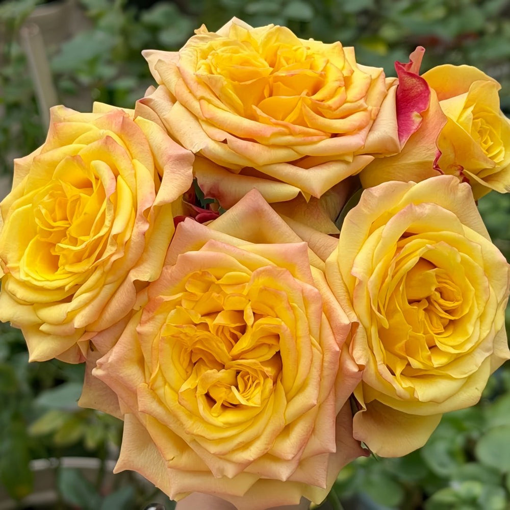 Wild Crown Rose Plant | 狂野王冠 image 4
