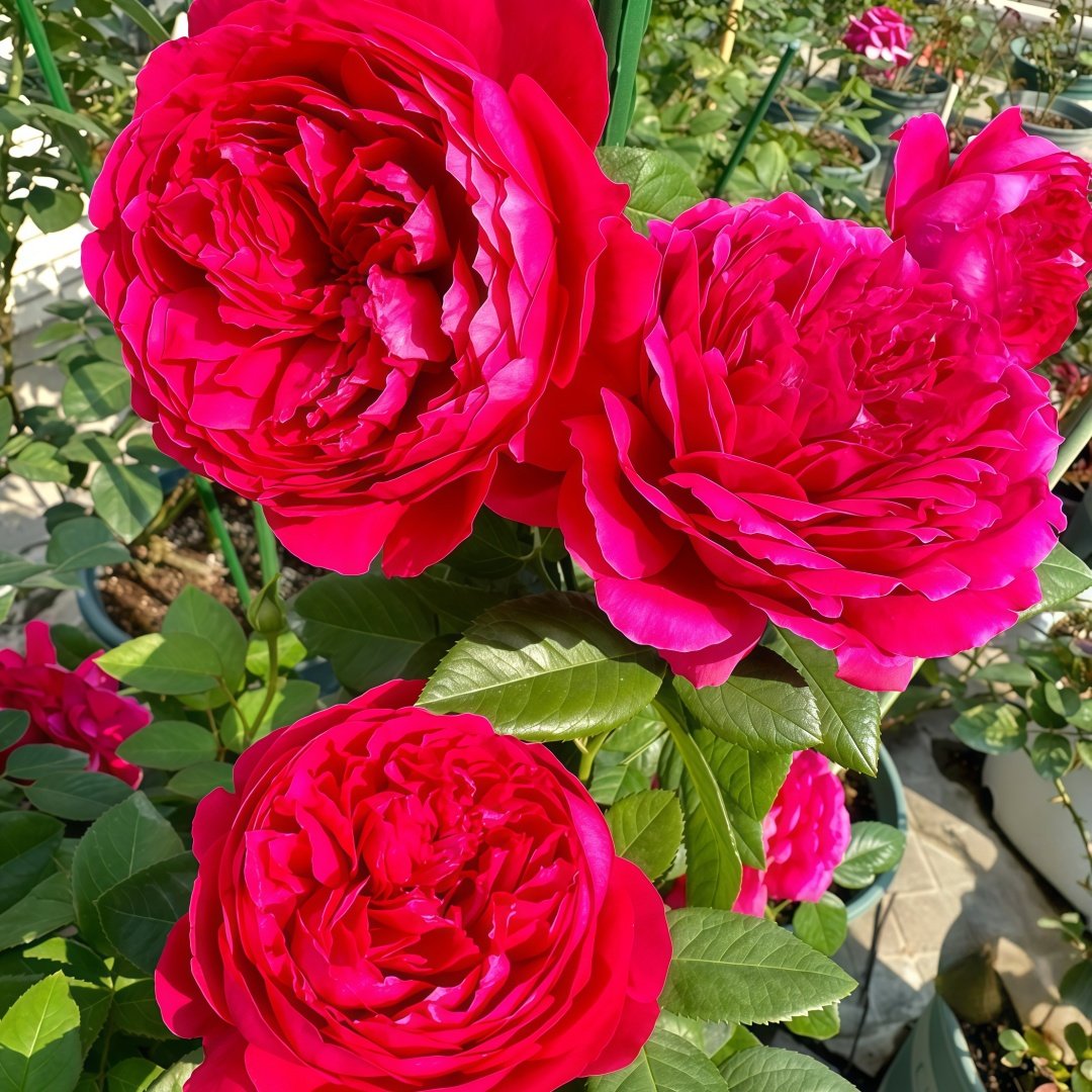Deep impression Rose Plant|惊鸿 image 6