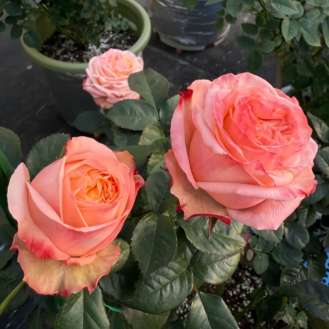 Lovely Heart Rose Plant｜心肝宝贝 image 8