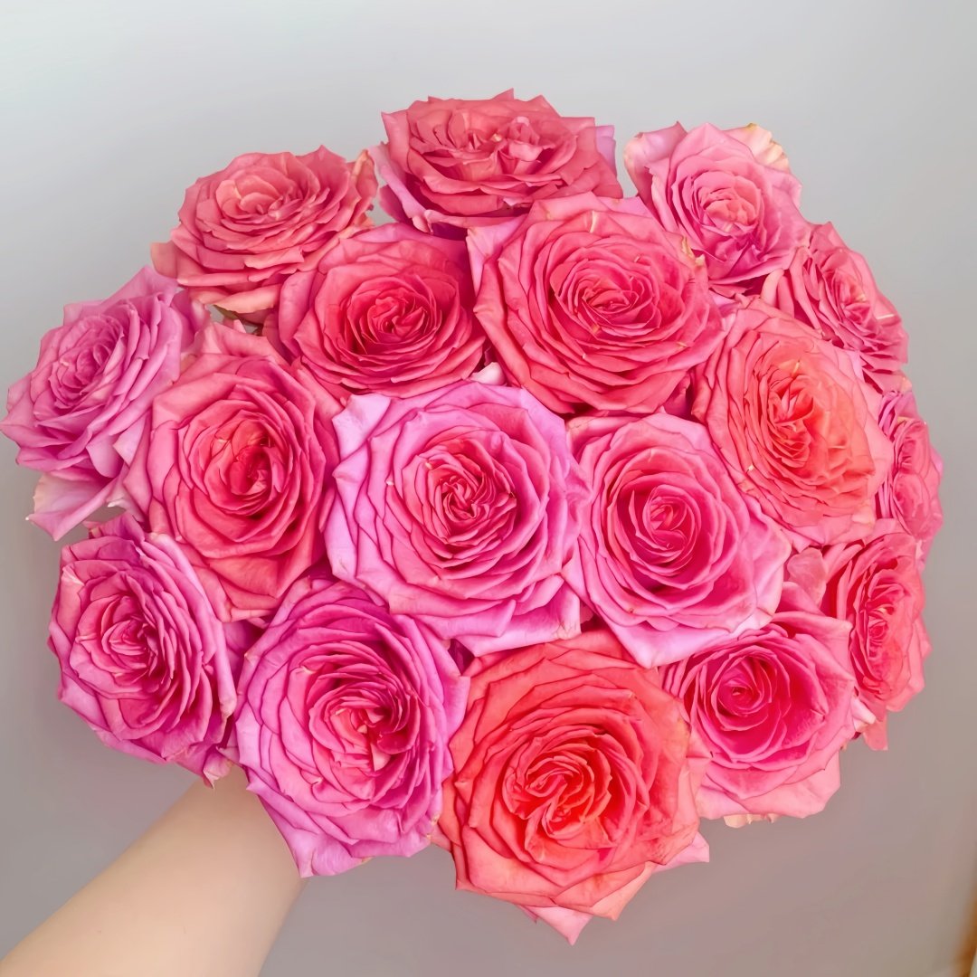 Grande Dame Rose Plant|贵妇人 image 9