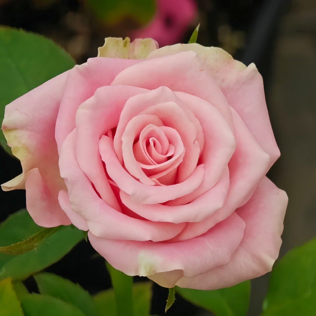 Candy Horizon Rose Plant｜糖果地平线 image 3