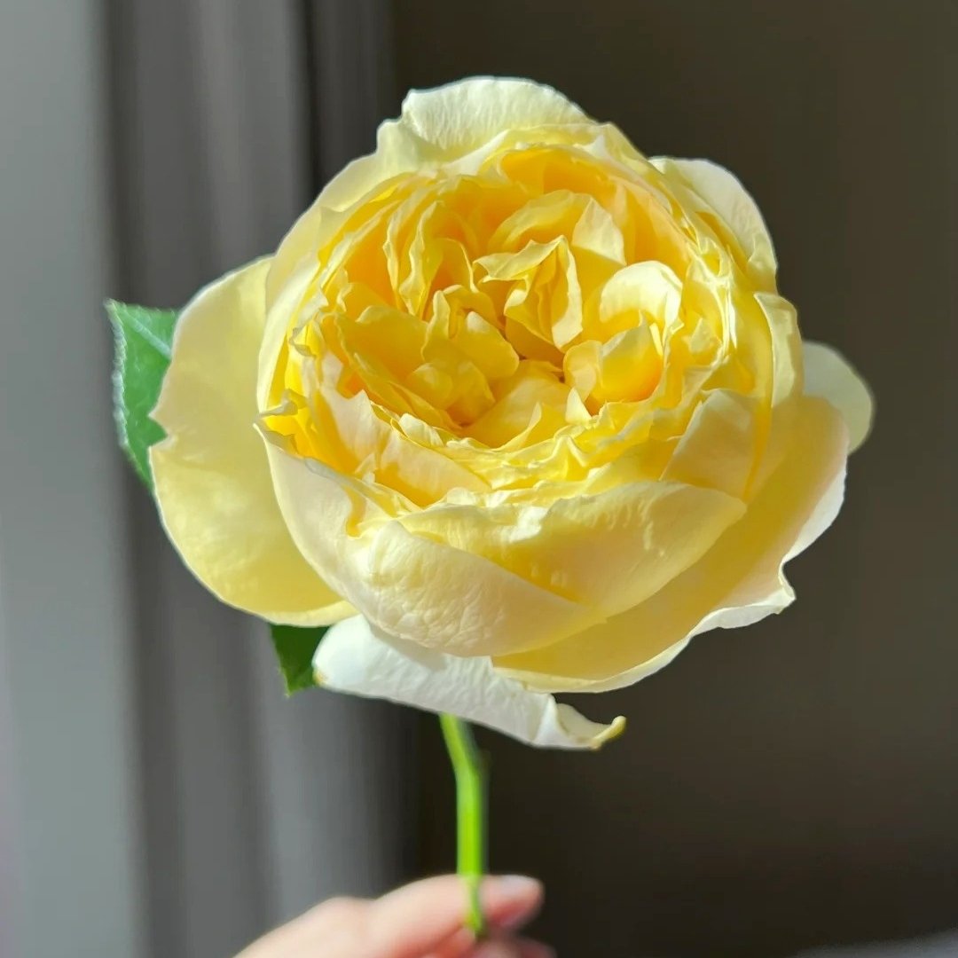 Golden Yves Piaget Rose Plant|伊芙金伯爵 image 1