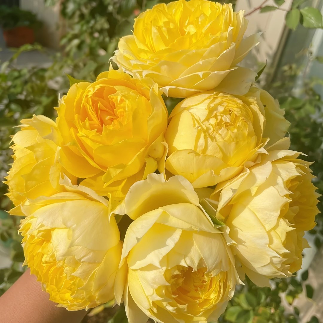Sunny antike Rose Plant|阳光古董 image 9