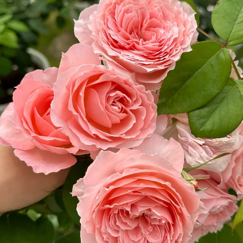 Anne-sophie Pic Rose Plant|安索菲比克 image 6