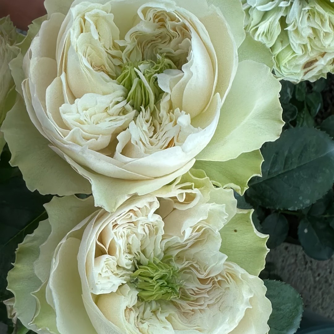 Whitby Abbey Rose Plant|惠特比修道院 image 9