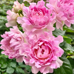 Maria Callas Rose Plant | 苏芬/海葵宝宝 image 1