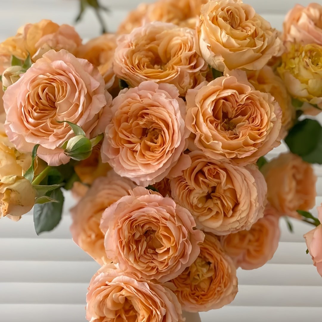 Apricot Lace Rose Plant|杏色蕾丝 image 5