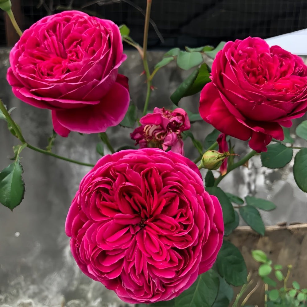 Cantina Rose Plant | 伊芙酒窖 image 6