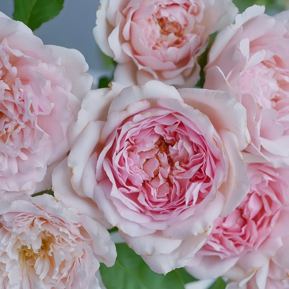 Antoinette Rose Plant|绝代艳后 image 5