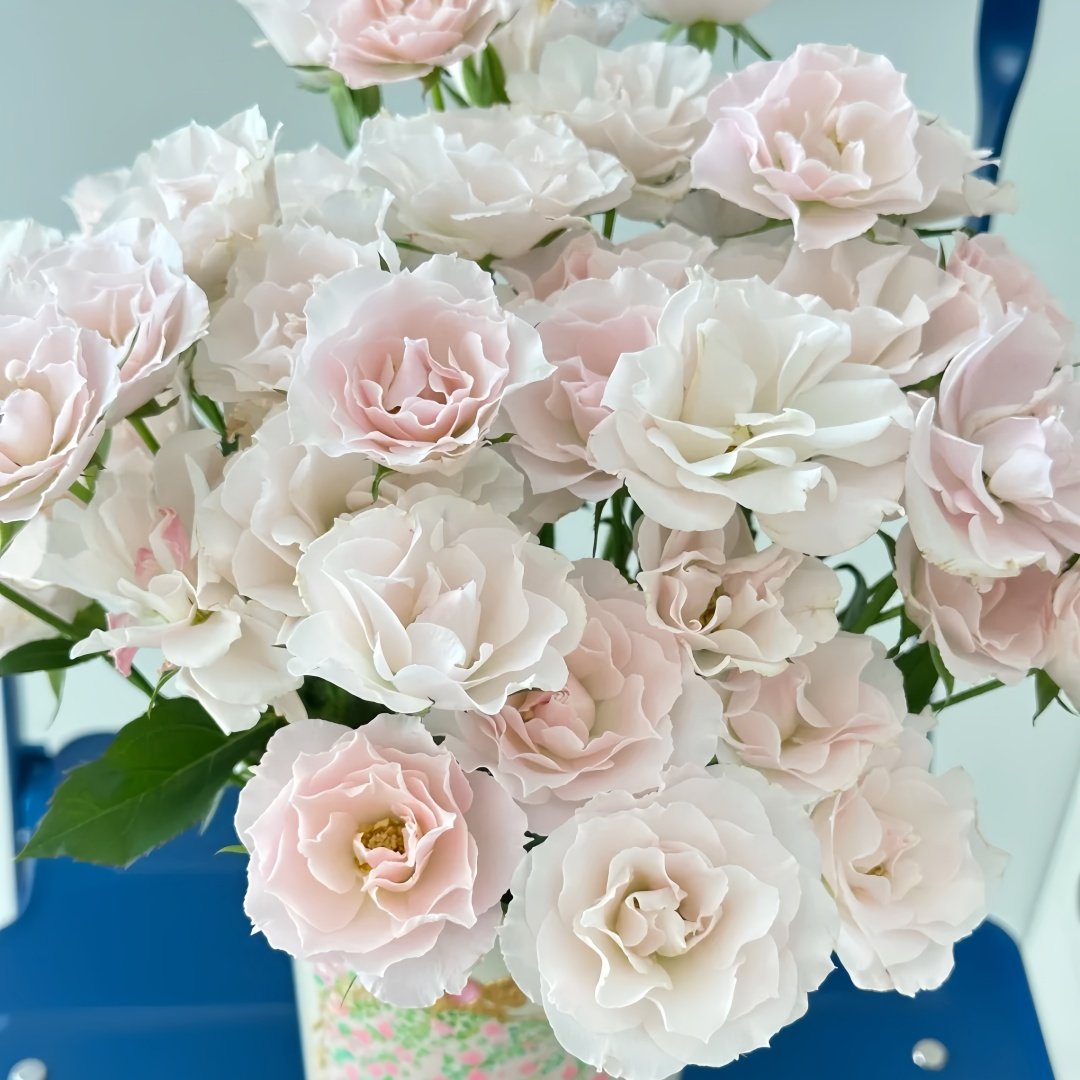 Jillian Rose Plant｜吉莉安公主 image 5
