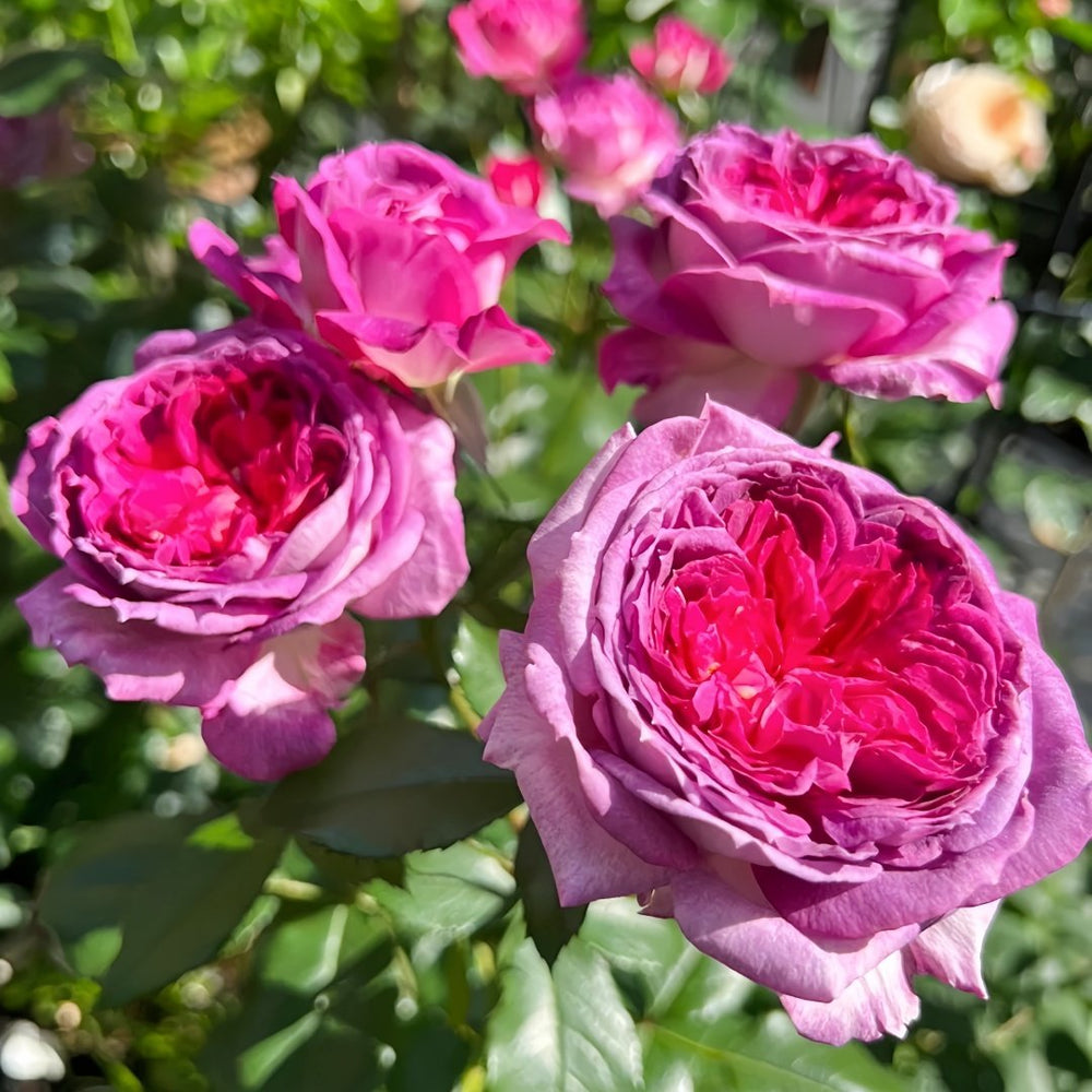 Thierry Marx Rose Plant｜蓝莓蛋糕 image 3