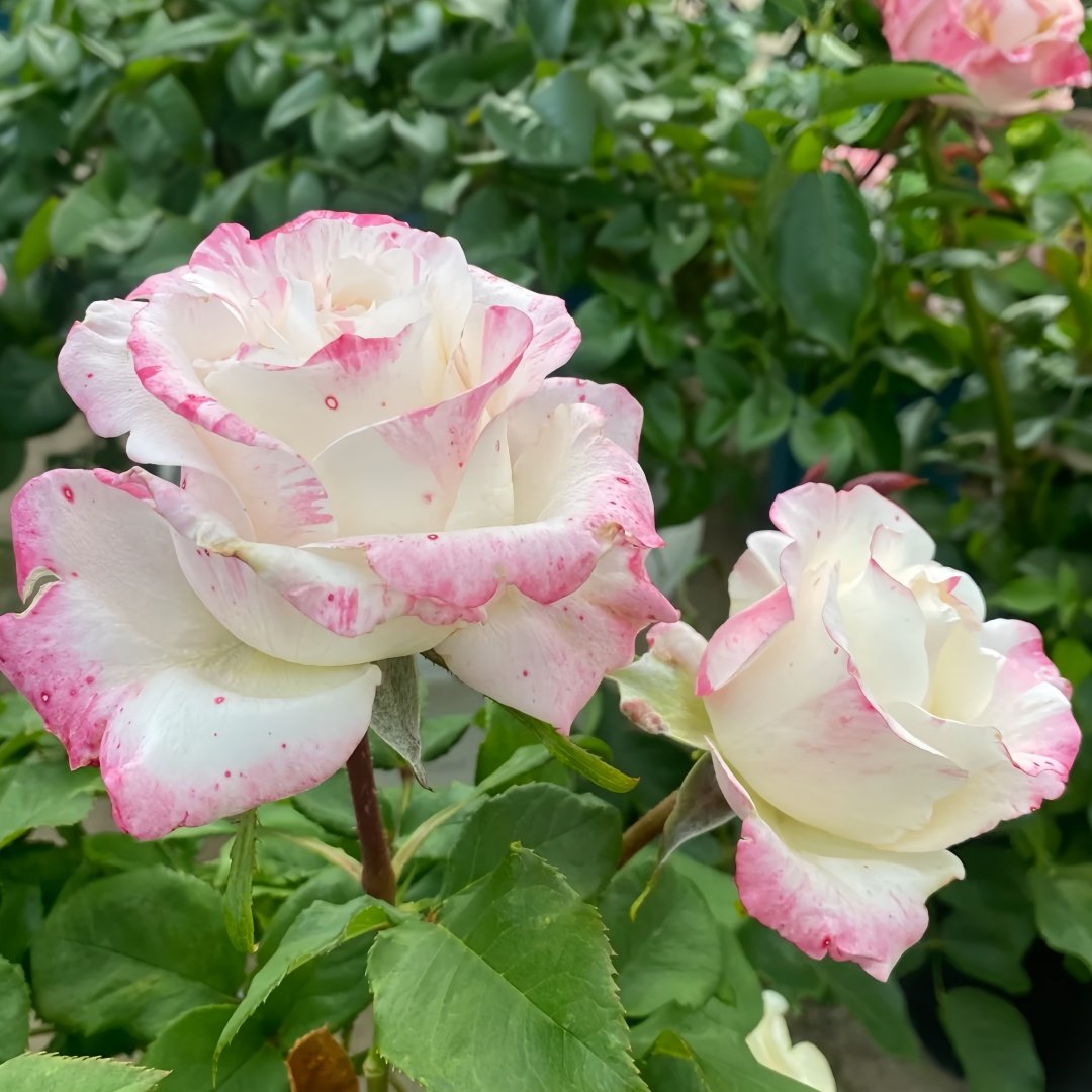 Nichang Rose Plant|霓裳 image 9