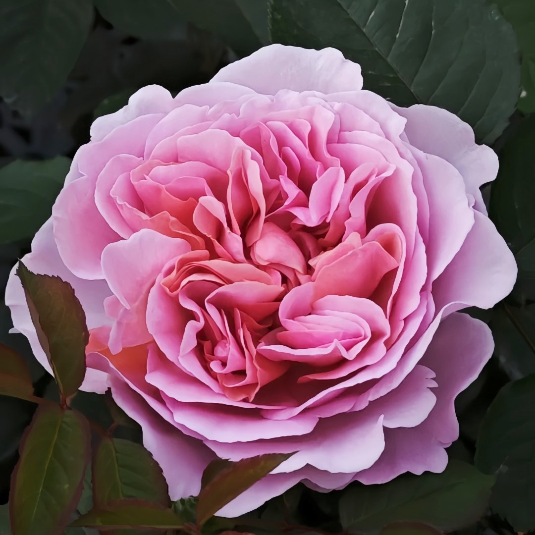 Chocolate Romantica Rose Plant｜浪漫巧克力 image 9