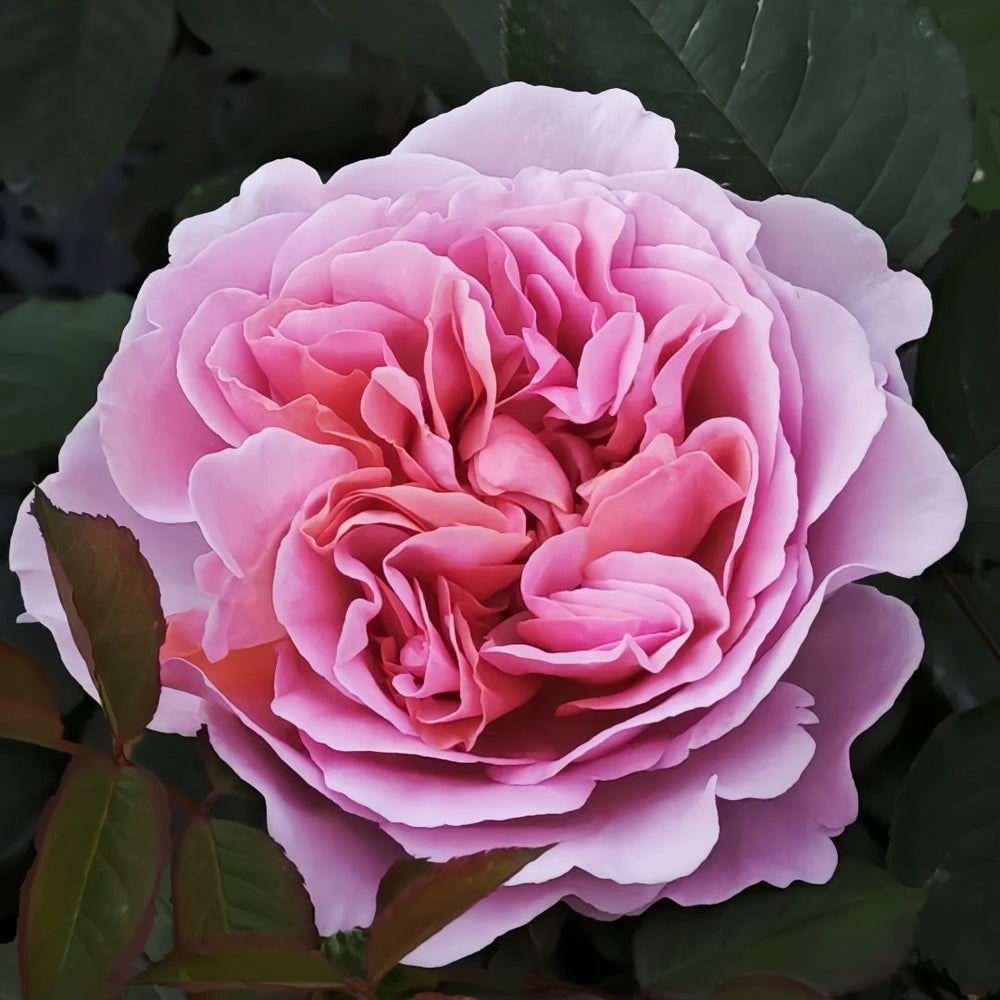 Chocolate Romantica Rose Plant｜浪漫巧克力 image 9