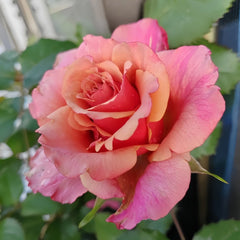 Cold Brew Rose Plant｜冷酿 image 2