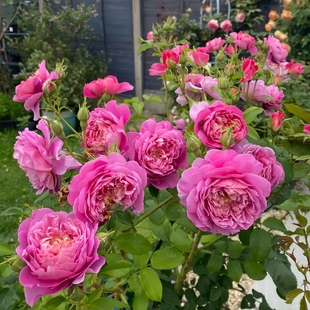Emma Bridgewater Rose Plant|艾玛·布里奇沃特 image 8