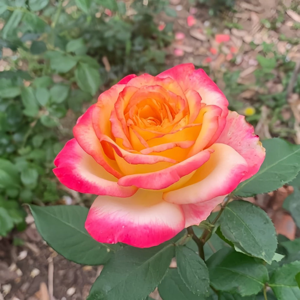 Pop Star Rose Plant|流行歌星 image 7
