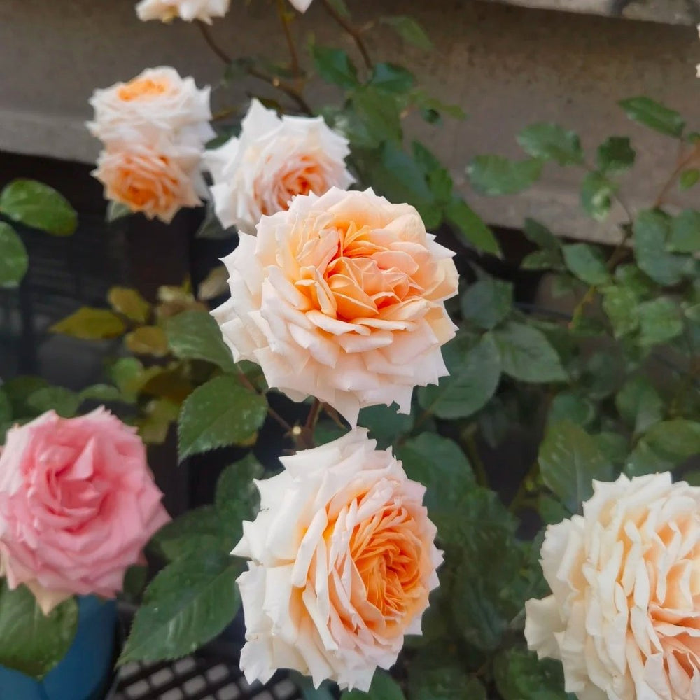 Grossherzogin Luise Rose Plant|大公夫人 image 11