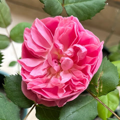 Pheobe Rose Plant| 菲比 image 3