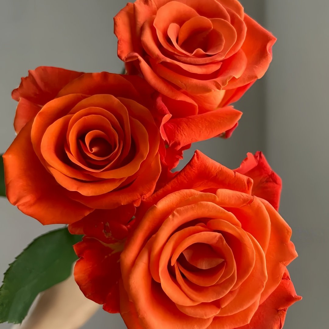 Orange Party Rose Plant|金色交响 image 5