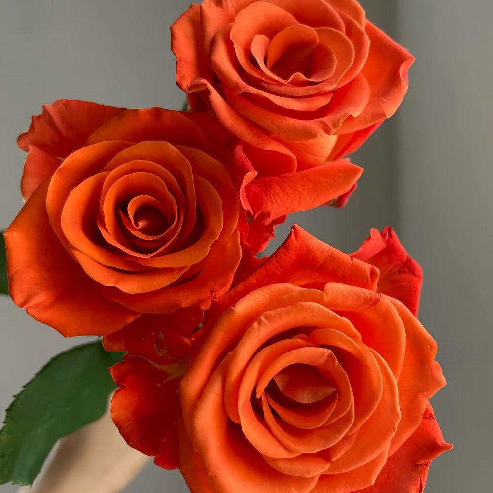 Orange Party Rose Plant|金色交响 image 5