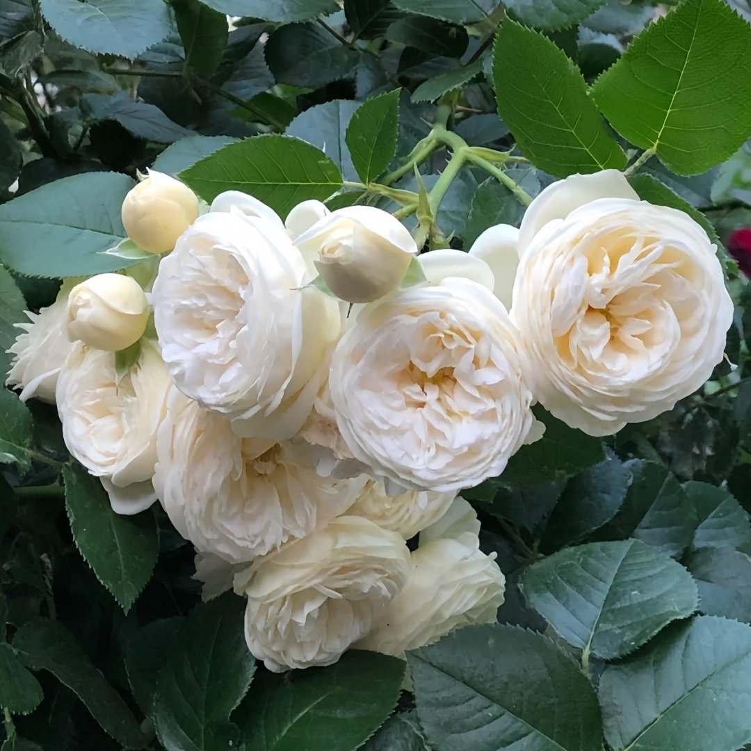 Artemis Rose Plant|月亮女神 image 5