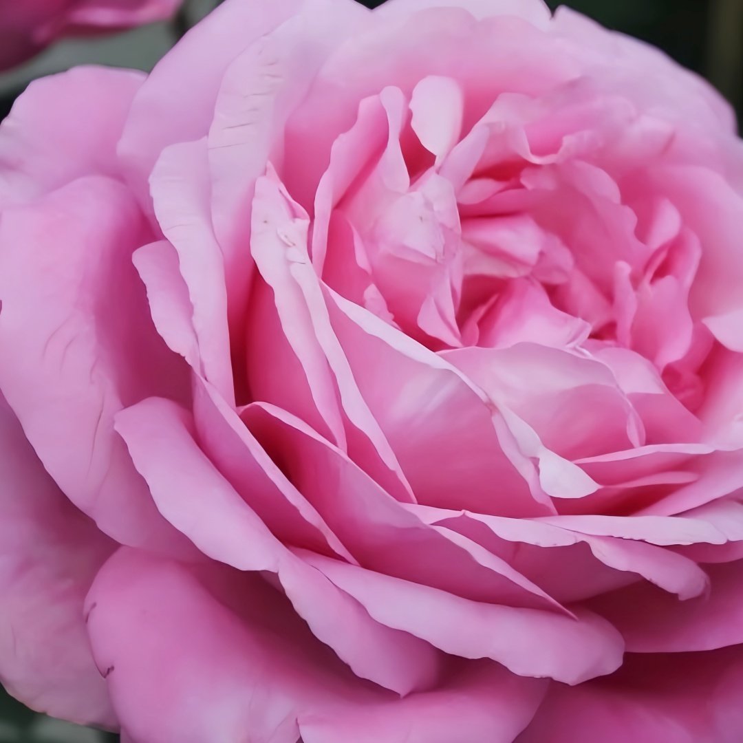 Desirée Rose Plant ｜德西里 image 2