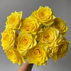 Canary Rose Plant|金丝雀 image 0