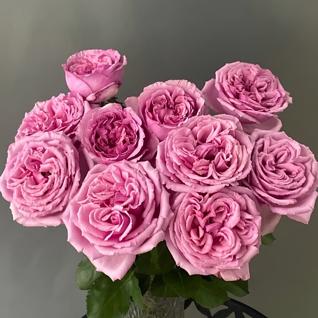 Aromatique Rose Plant｜伊芙芳香世家 image 5