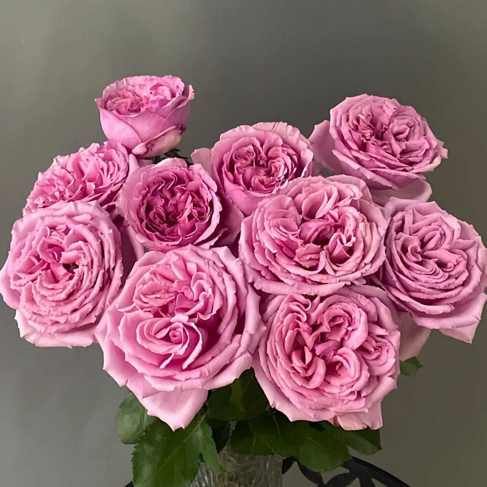 Aromatique Rose Plant｜伊芙芳香世家 image 5