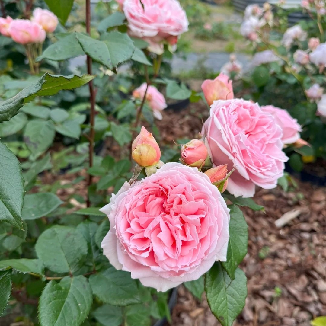 Princess Hitomi Rose Plant｜仁美公主 image 3