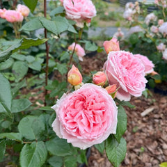 Princess Hitomi Rose Plant｜仁美公主 image 3