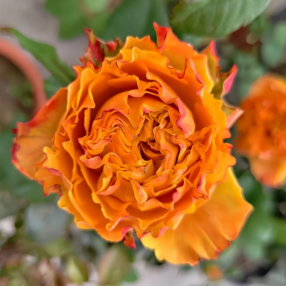 Mango Lieber Rose Plant|芒果酒吧/芒果丽娃 image 6