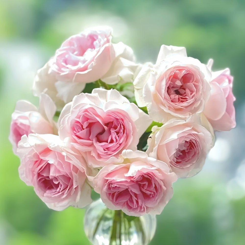 Roselyne Rose Plant｜罗斯丽娜 image 5