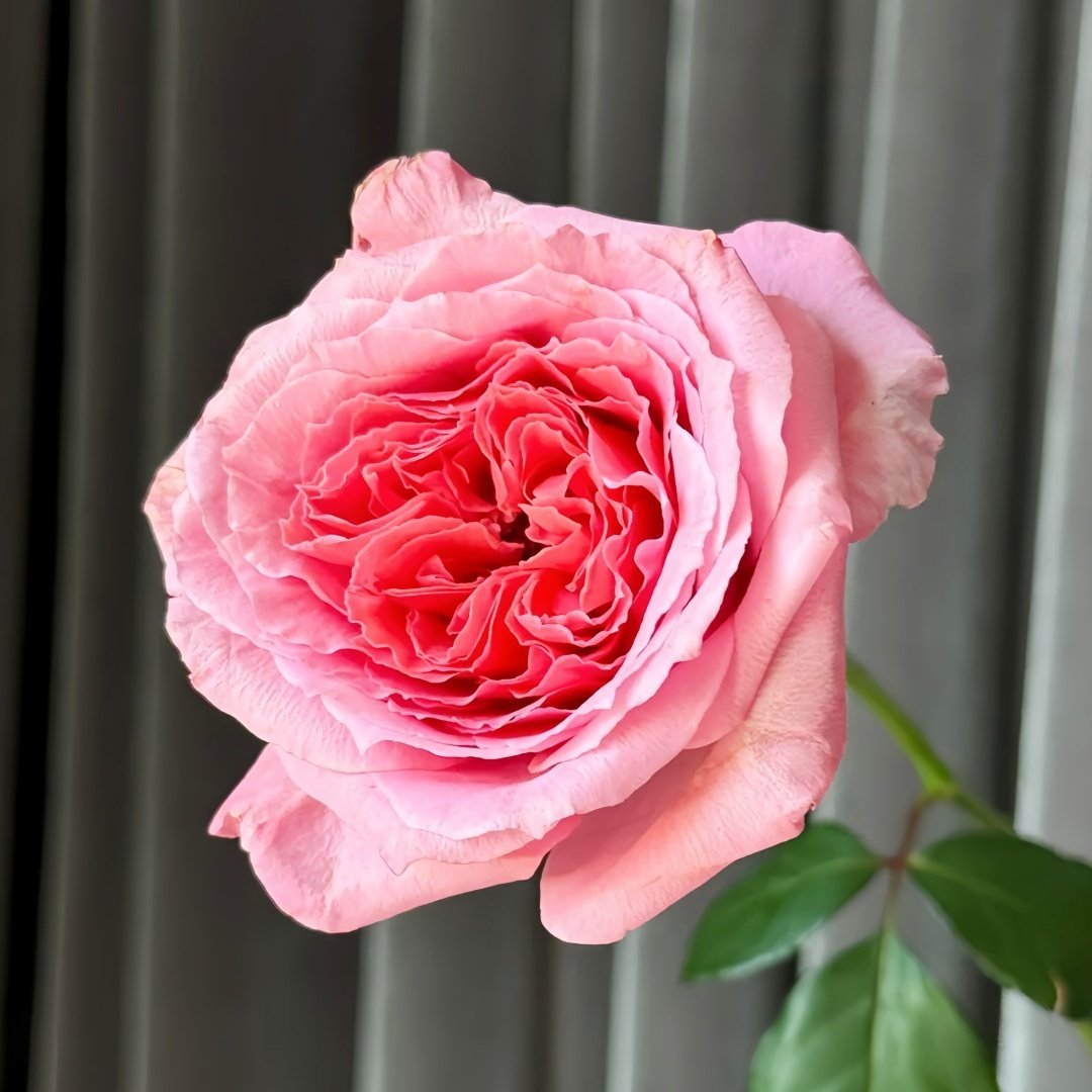 Laurent Cabrol Rose Plant｜劳朗卡布罗尔 image 1